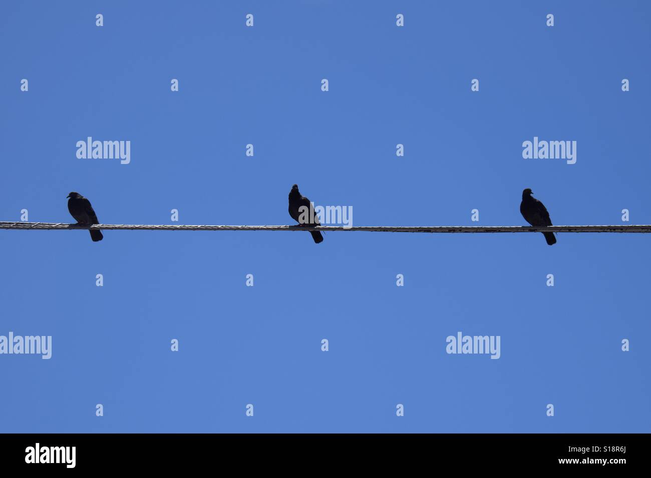 Drei symmetrische Vögel in Wynwood, Miami Stockfoto