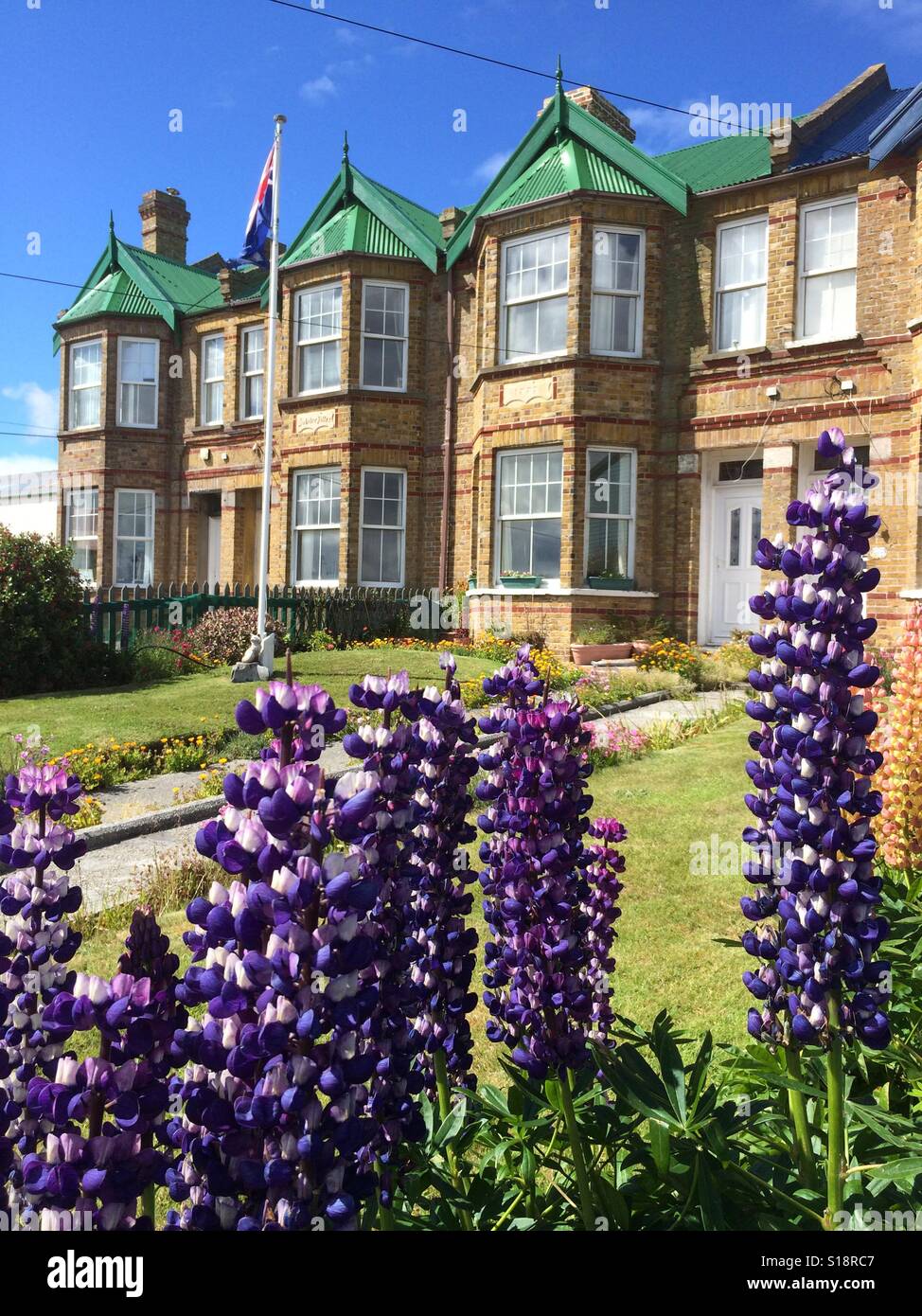 Lupinen Blumen und Jubilee Villen, historische Reihe Häuser, Stanley, Falkland-Inseln Stockfoto