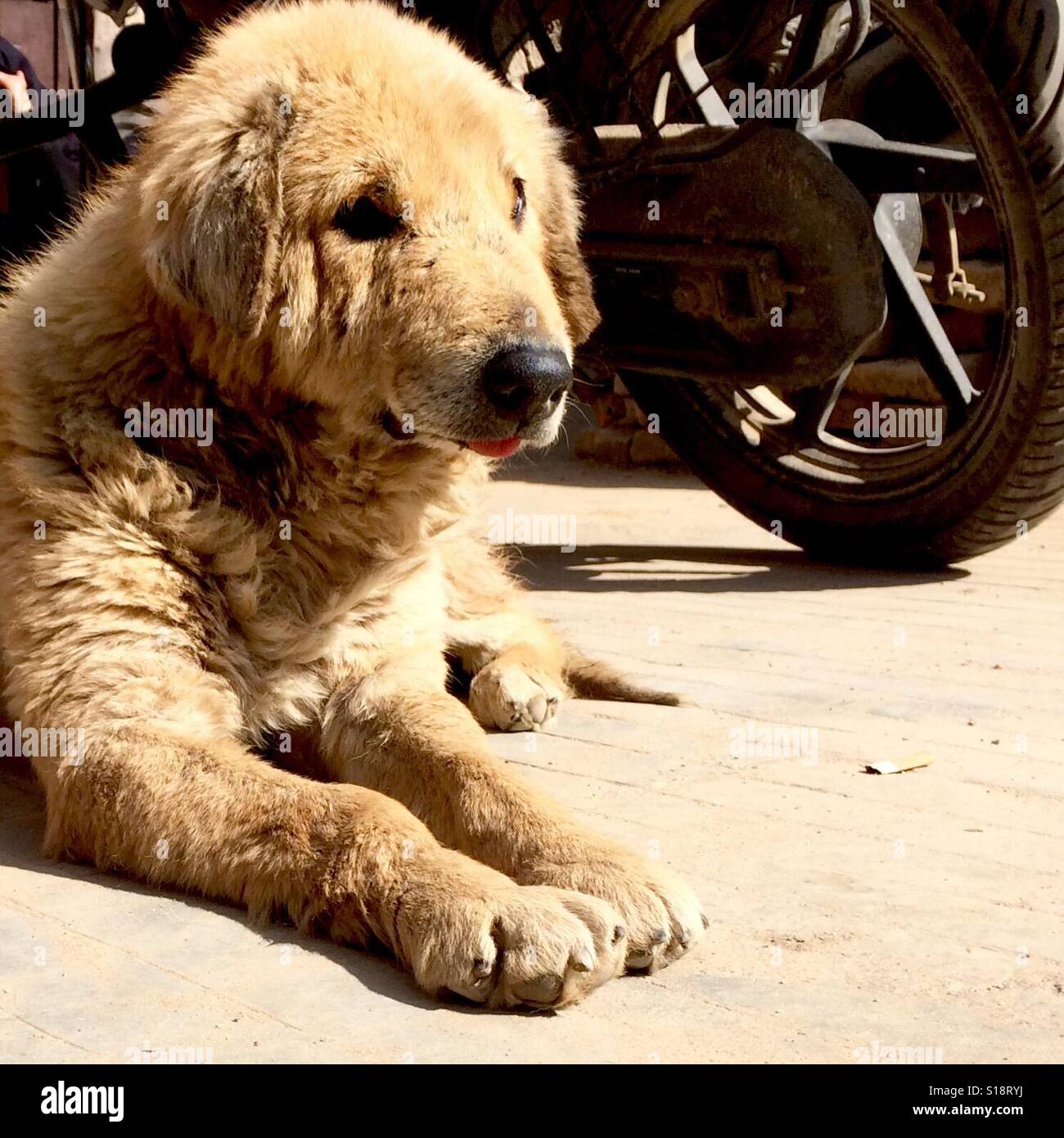 Alter Hund und Motorrad Stockfoto