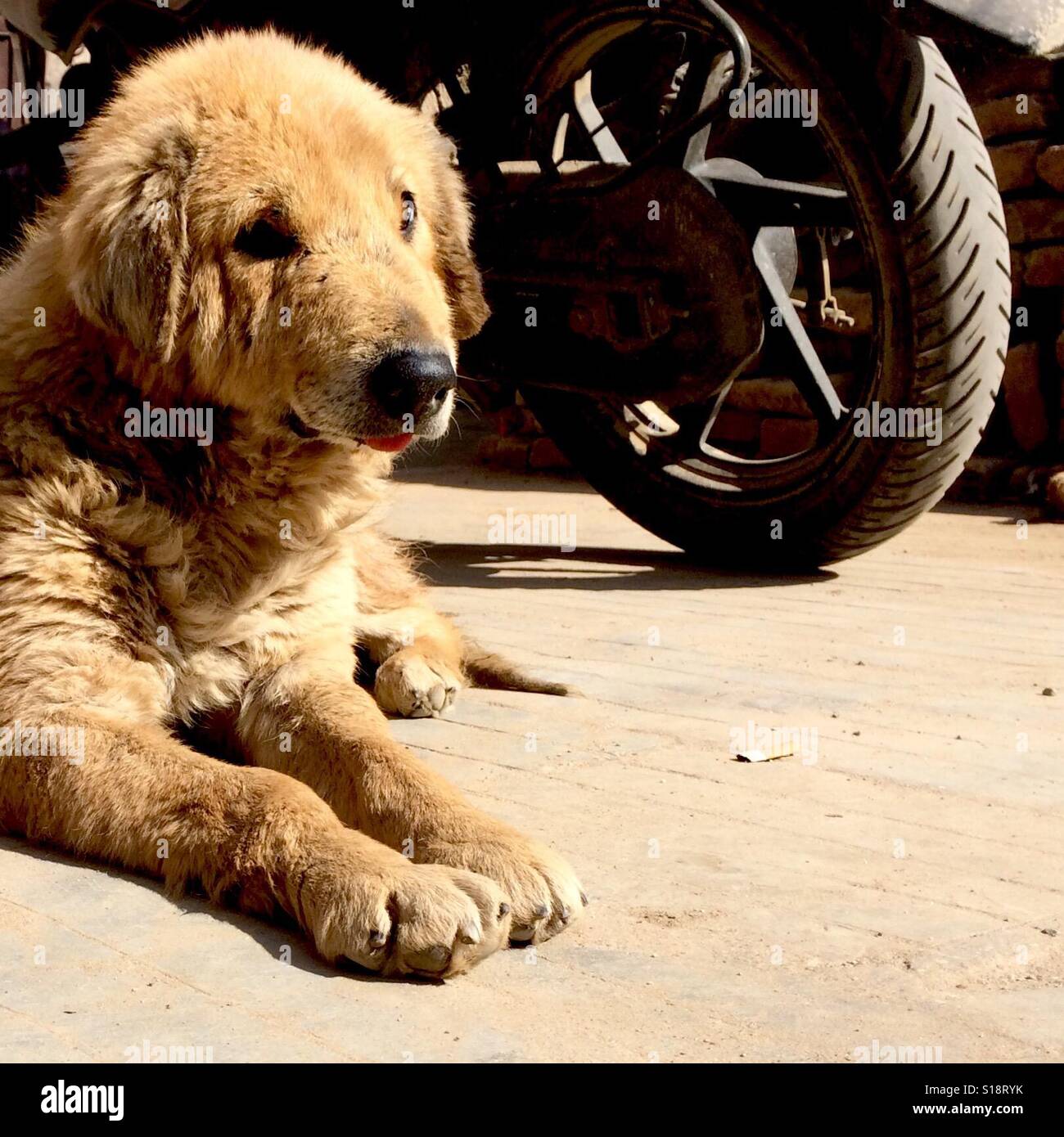 Alter Hund und Motorrad-Rad Stockfoto