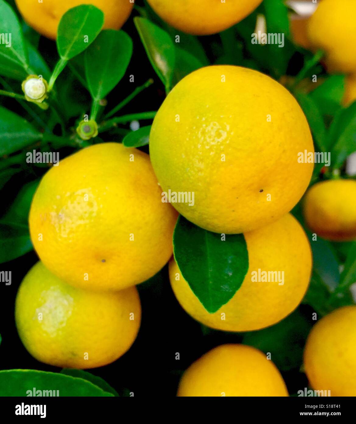 Kumquat "Nagami" (Fortunella Margarita) Kumquats sind eine Lieblings Zitrusfrucht bei den Chinesen aller Altersgruppen während des chinesischen Neujahrs. Die Pflanze bringt Glück und Wohlstand Stockfoto