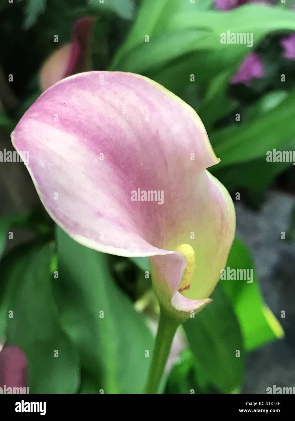 Calla Lilie Blume in Houston Stockfoto