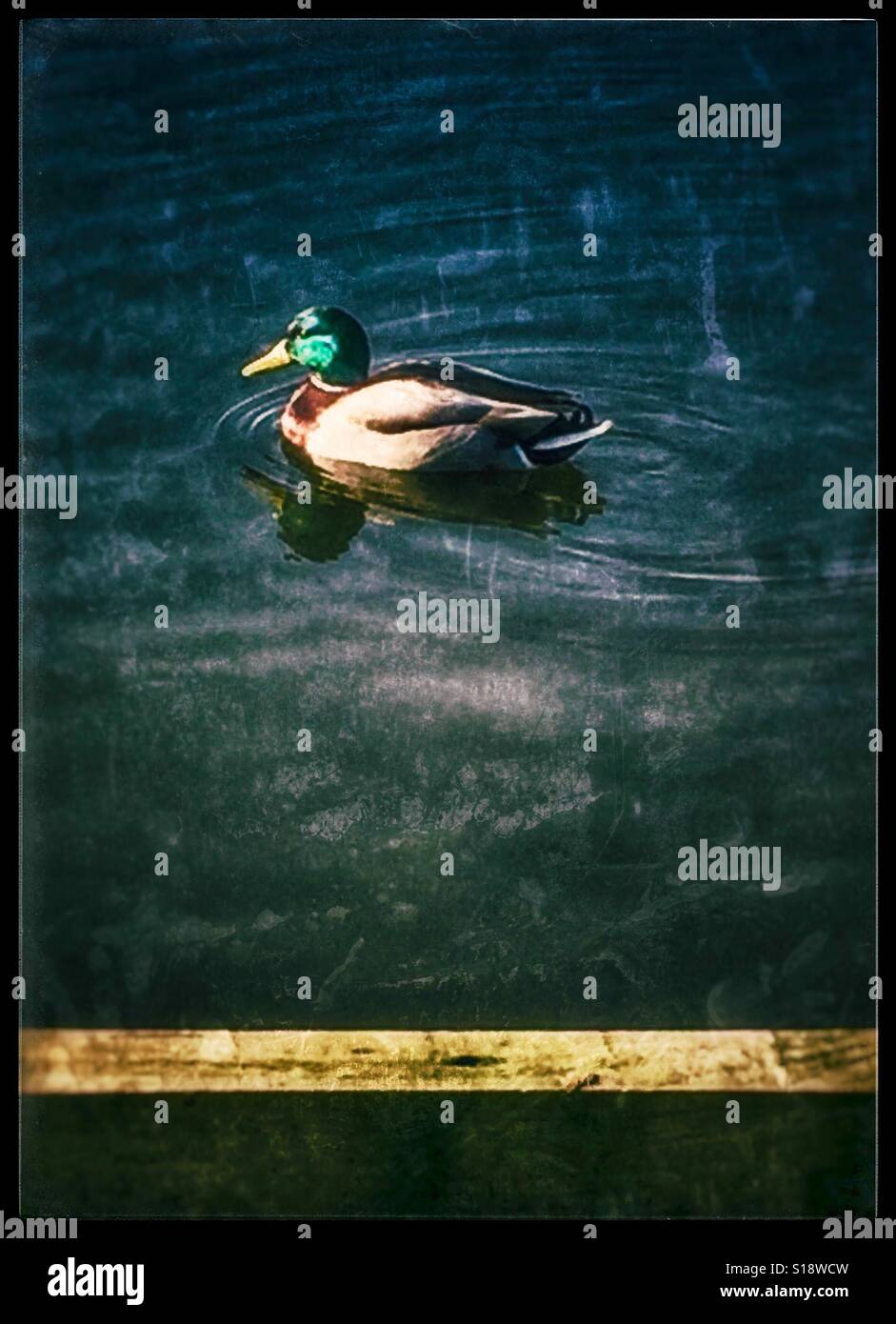 Einsame Ente in einen See Stockfoto