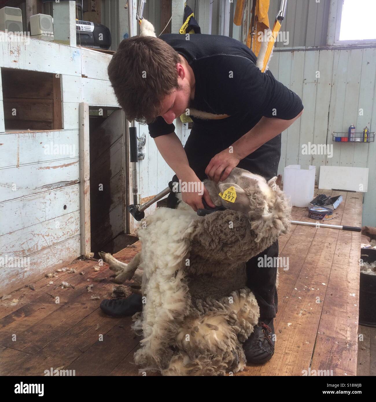Scheren von Schafen, Bleaker Island, Falkland-Inseln Stockfoto