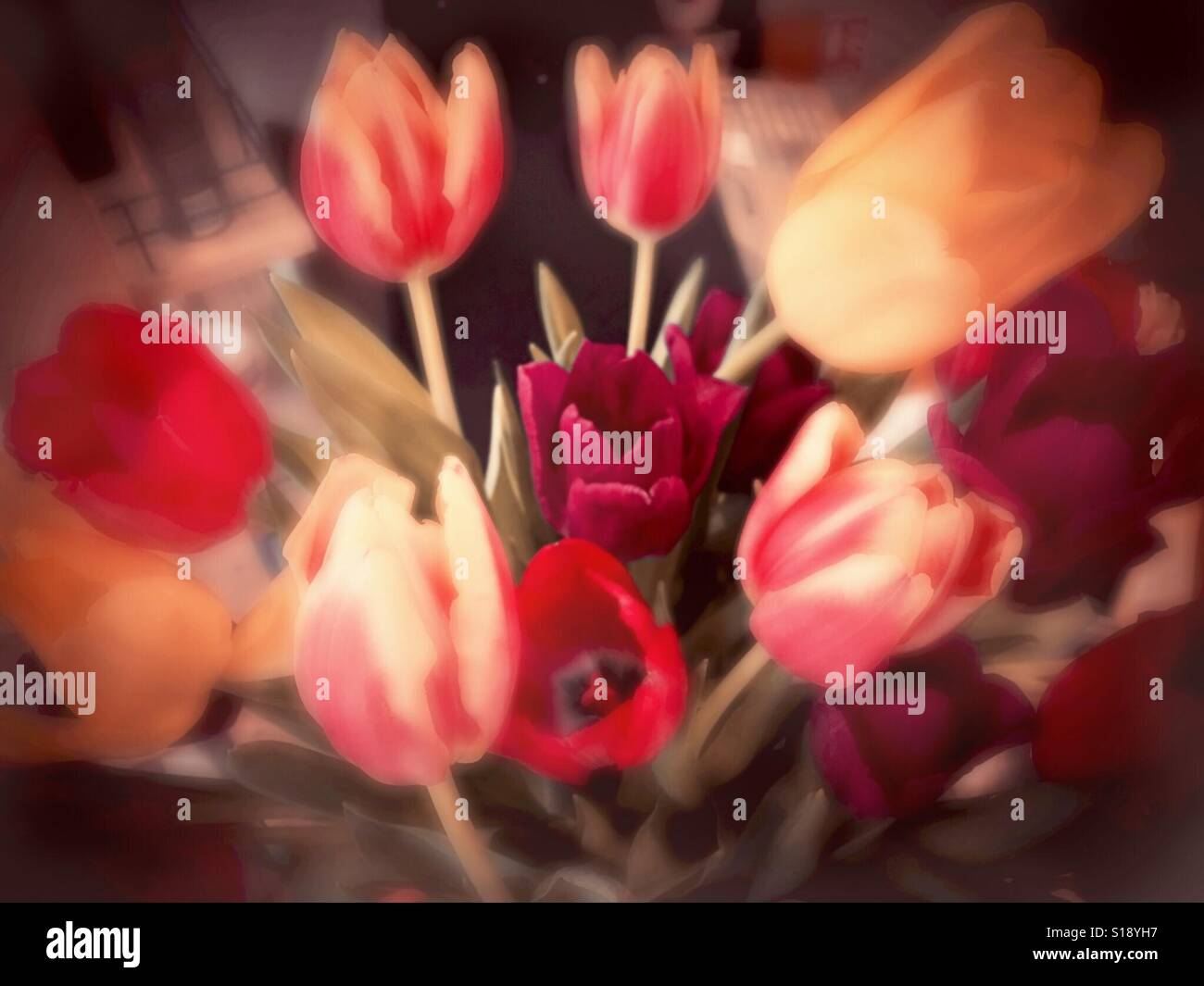 Schönen frühen Tulpen in rot, gelb, violett und Pfirsich mit weichen, blauen Wirkung - Smartphone-aufgenommenes Stockfoto