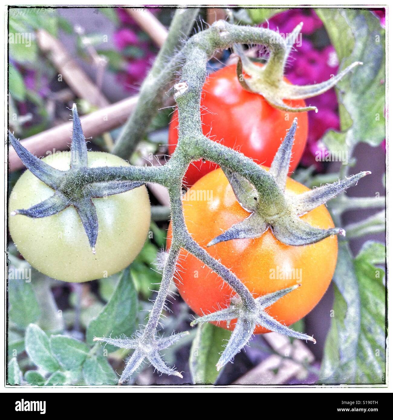 Tomaten am Rebstock. - Smartphone-aufgenommenes Stockfoto