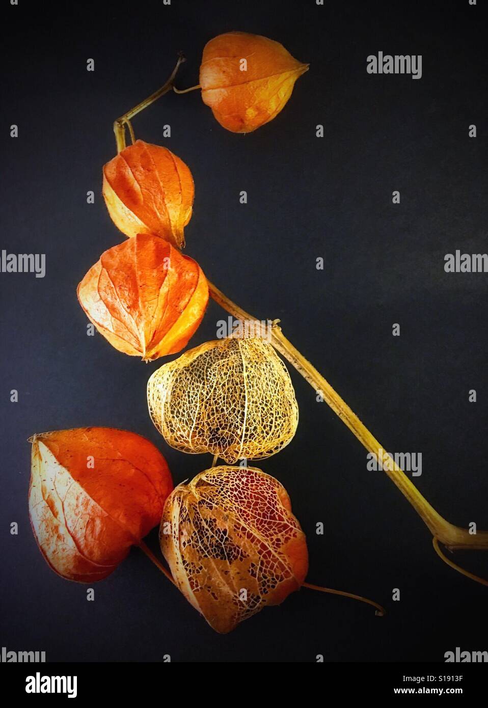 Chinesische Laterne Pflanze zeigt die verschiedene Stadien des Verfalls Stockfoto