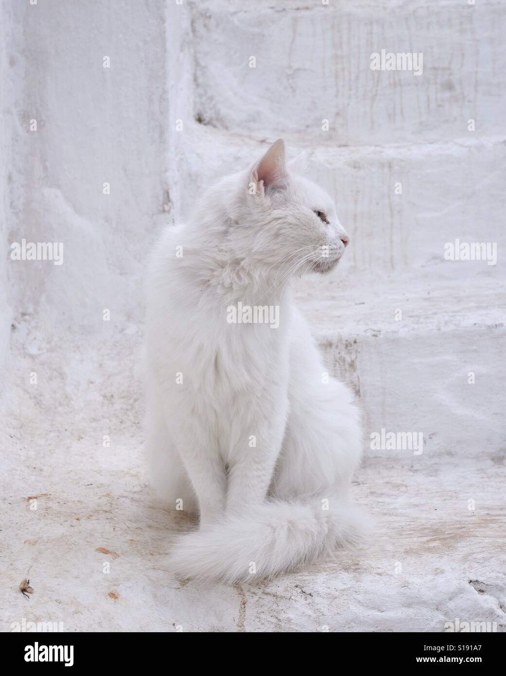 Weiße Katze sitzt auf einer Treppe in Griechenland Stockfoto
