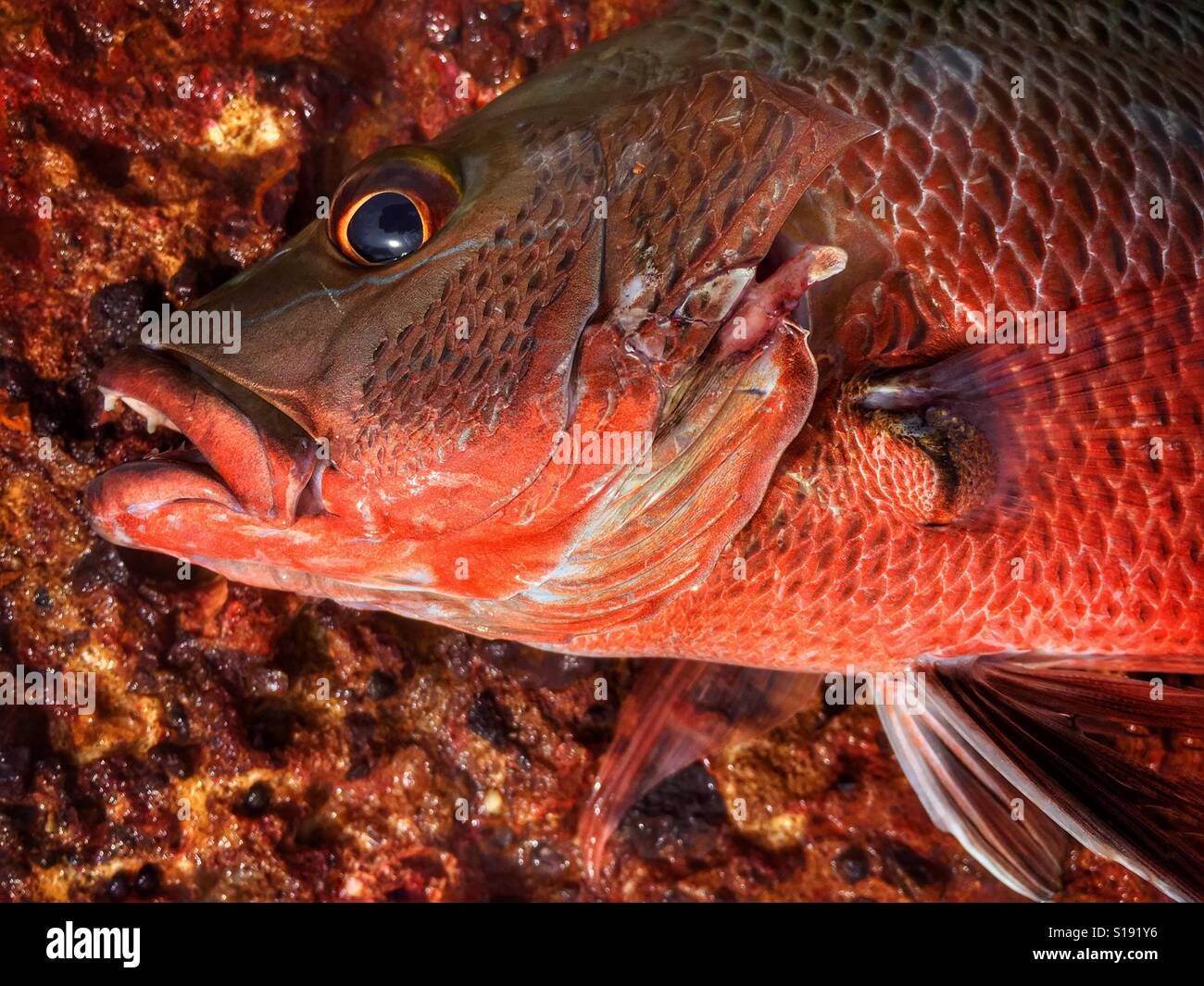 Mangrove Jack, auch bekannt als Mangrove Red Snapper oder Lutjanus Argentimaculatus. Stockfoto