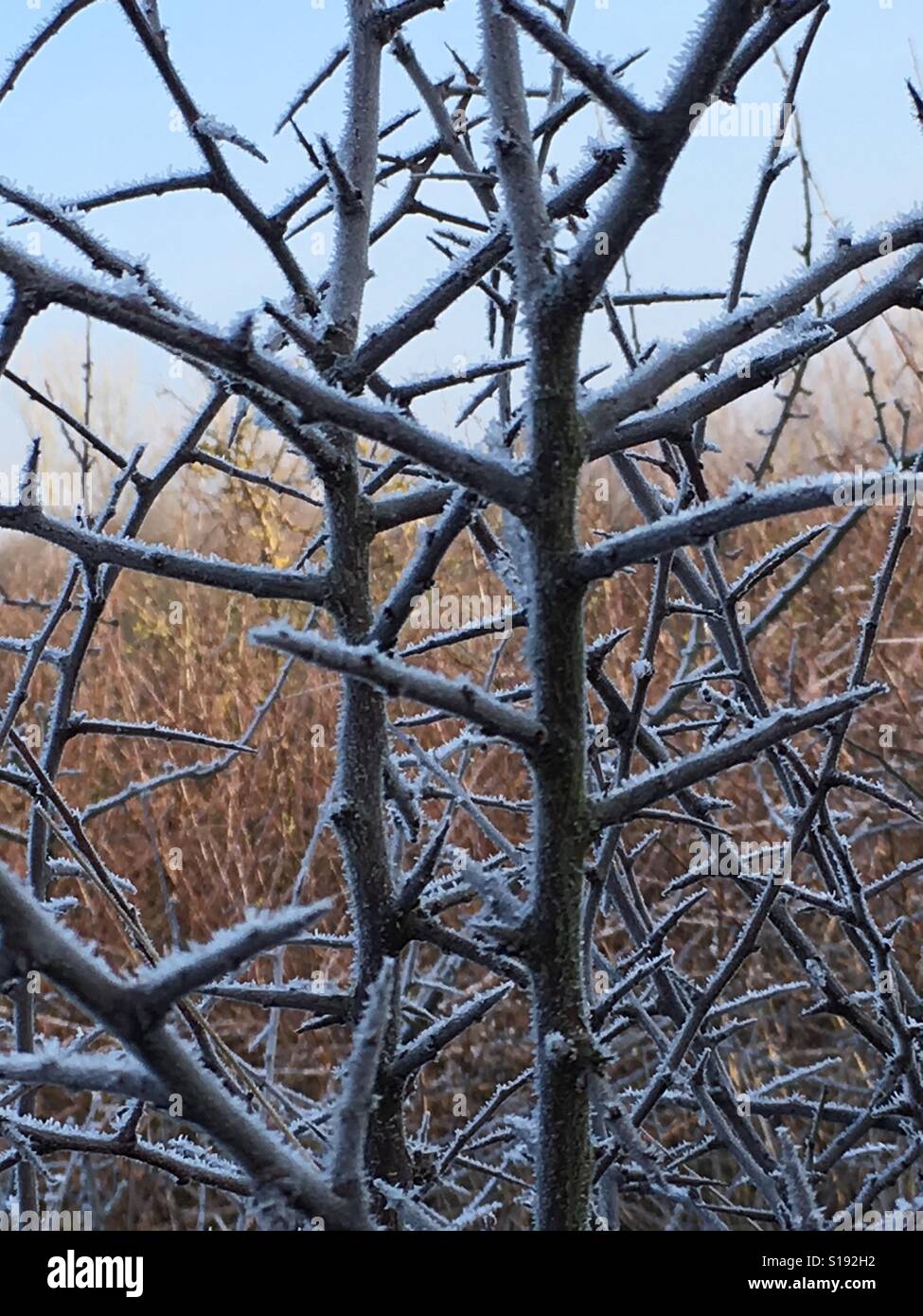 Eisige Zweig an einem kalten Wintertag Stockfoto