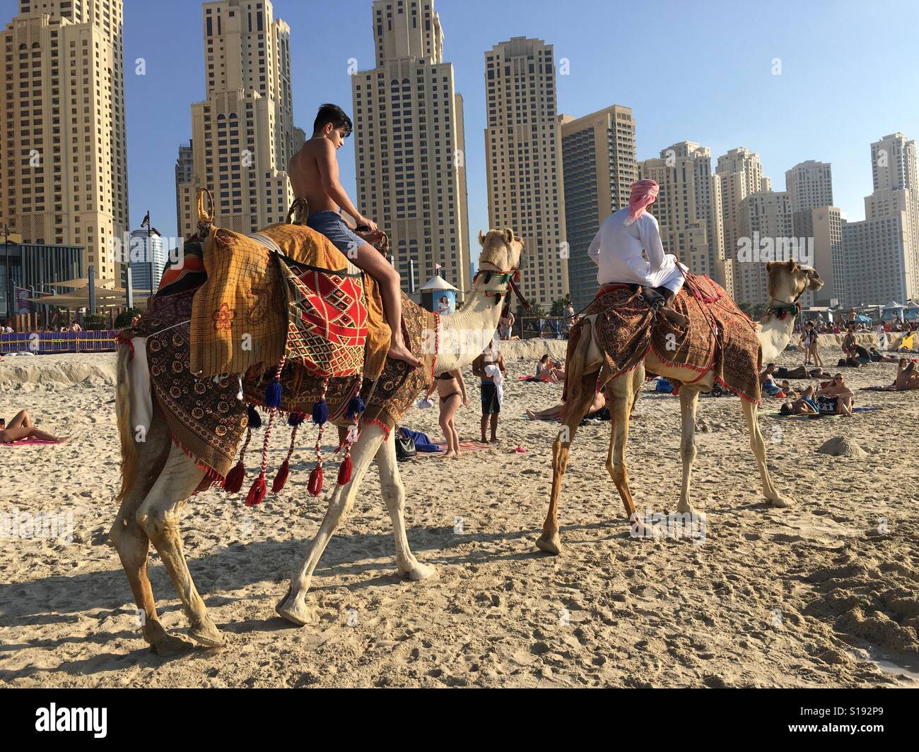 Einen Kamelritt am Strand in Dubai. Stockfoto