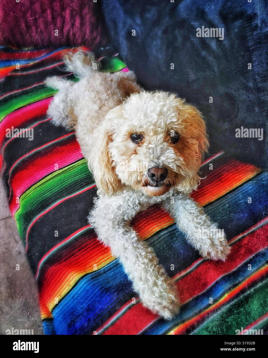 Ein wenig Labladoodle ruht Hund auf einer mexikanischen Sarape Decke. Stockfoto