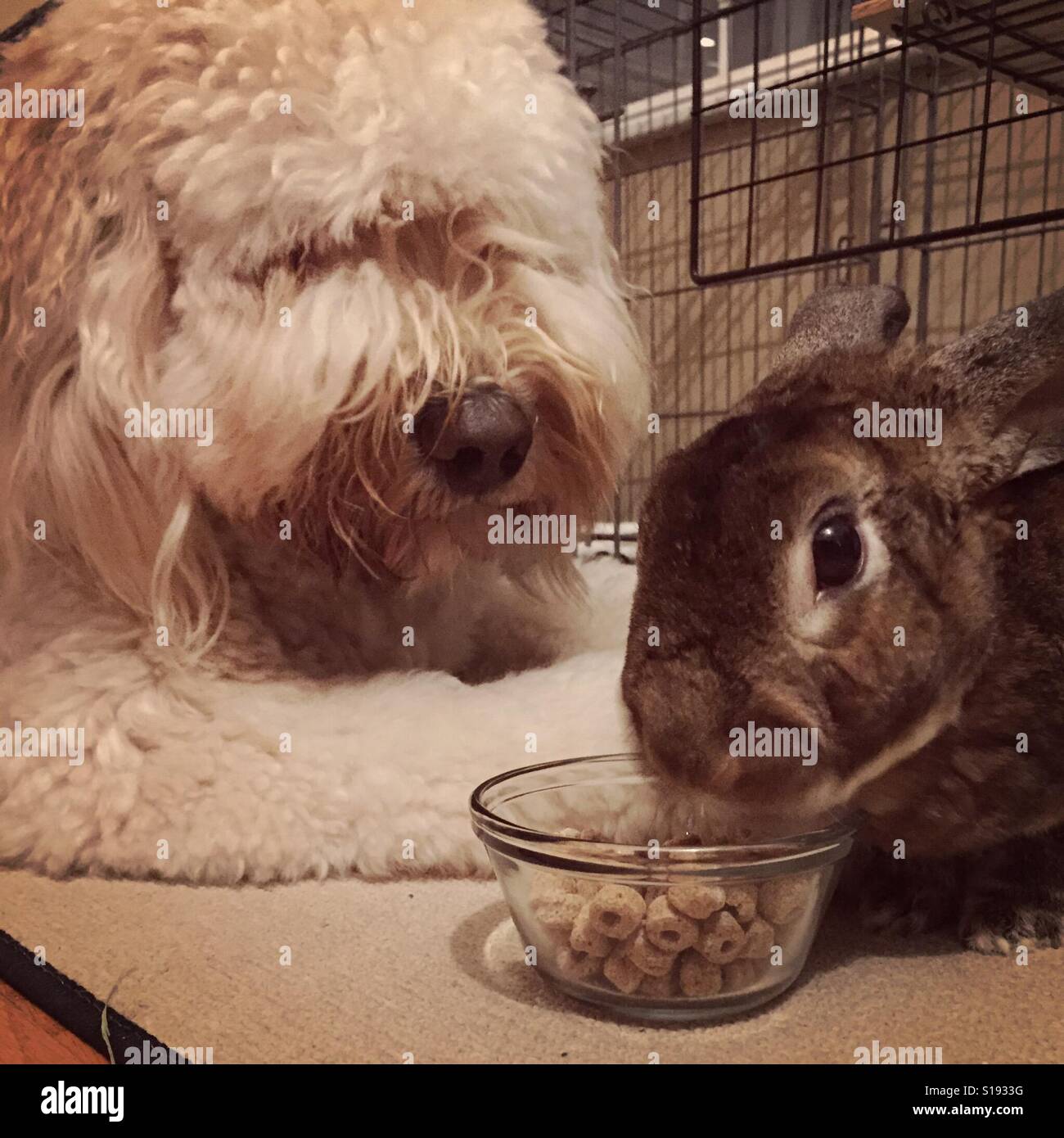 Hund schaut Haustier Kaninchen Müsli Essen. Stockfoto