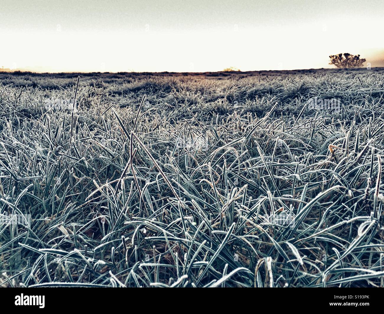 Niedrigen Winkel Ansicht über frostigen Feld Gras, Horizont, am frühen Morgen - Smartphone-aufgenommenes Stockfoto