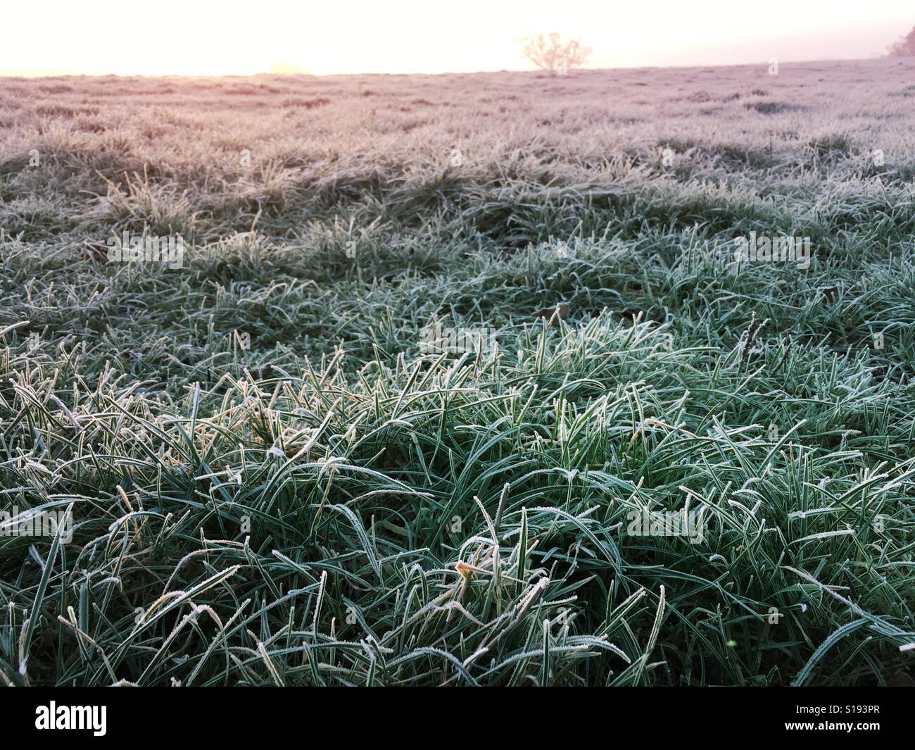 Frostigen Feld im Winter, am frühen Morgen - Smartphone-aufgenommenes Stockfoto