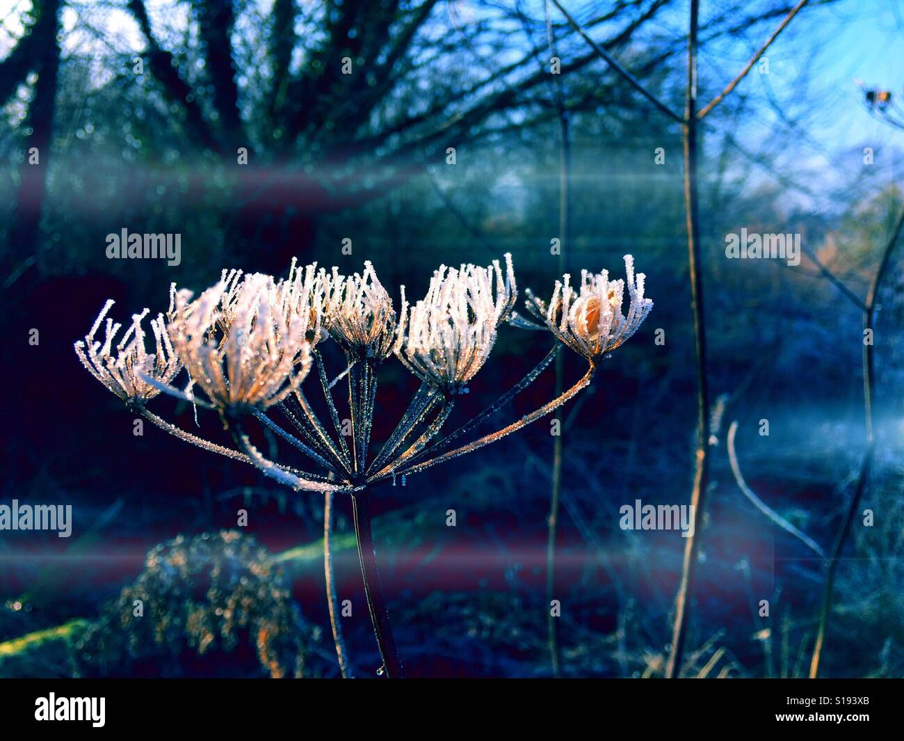 Kopf einer toten Blume - Frost bedeckt Stängelpflanzen Stockfoto