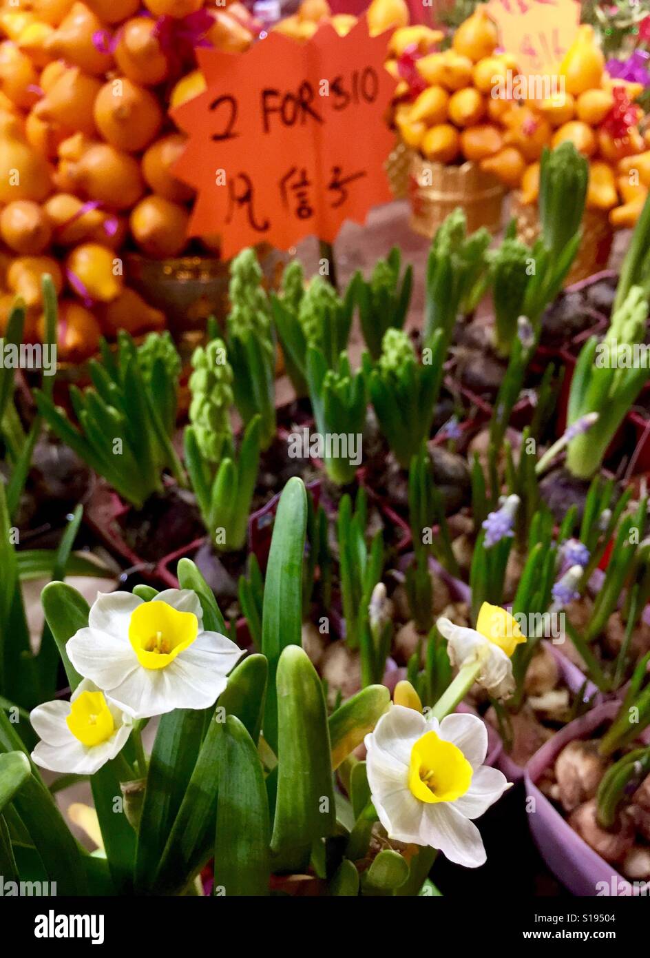 Festliche Blumen zum chinesischen Neujahr, Singapur feiern Stockfoto