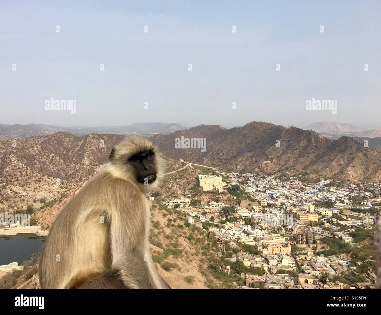 Affen starrte Jaipur Ansicht Stockfoto