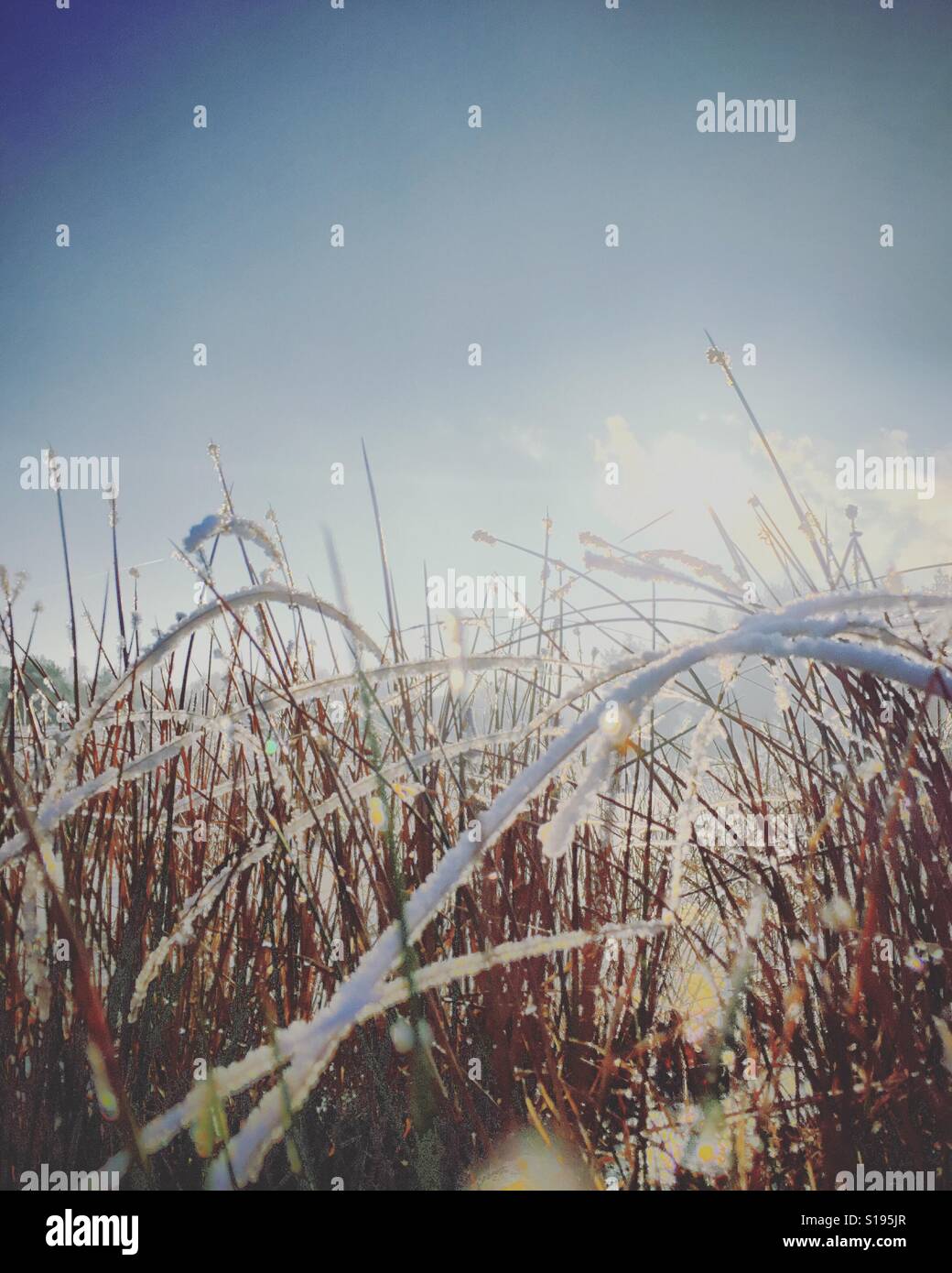 Frostiger Morgen - Smartphone-aufgenommenes Stockfoto