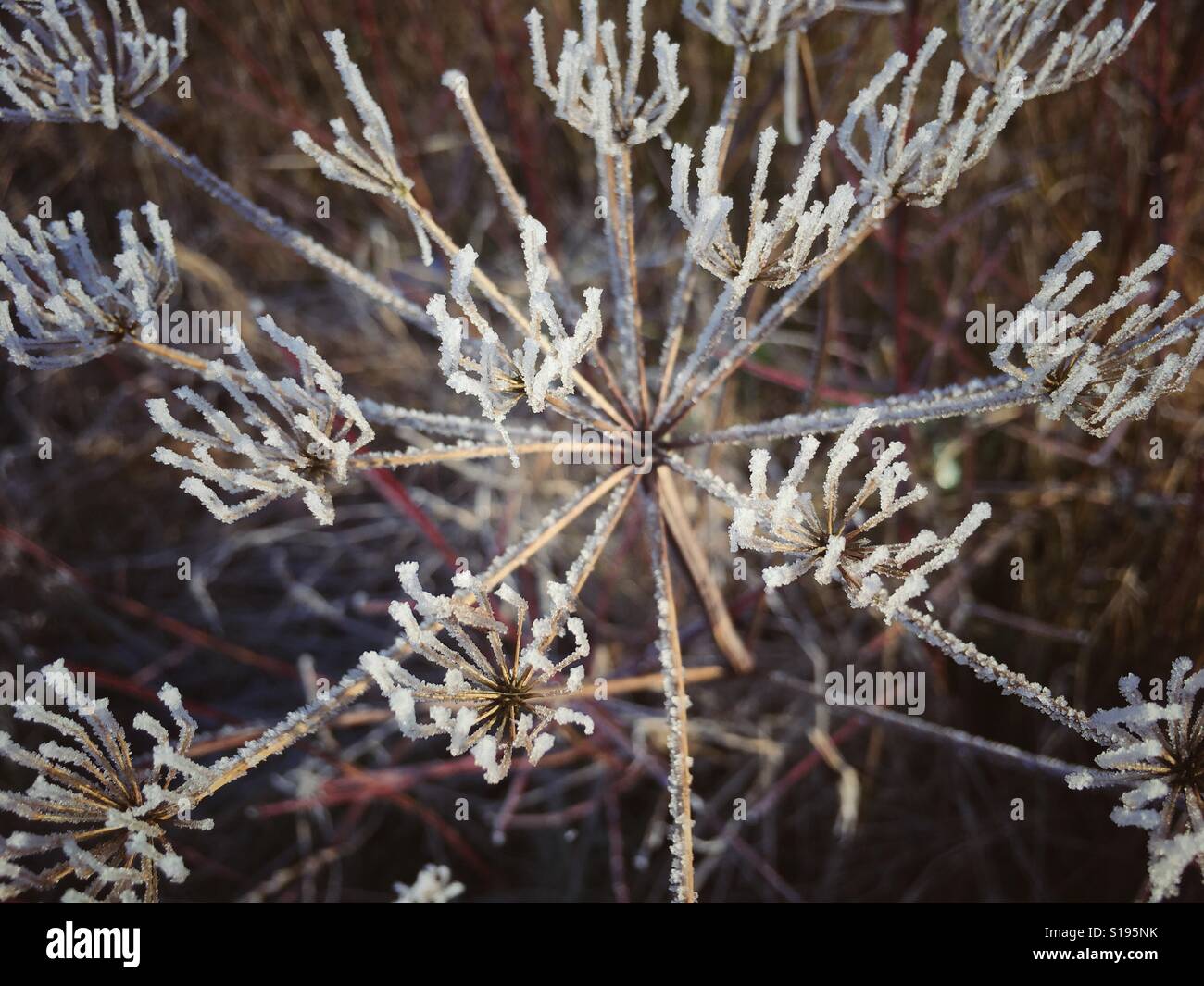 Frost auf eine getrocknete Blume-Kopf Stockfoto