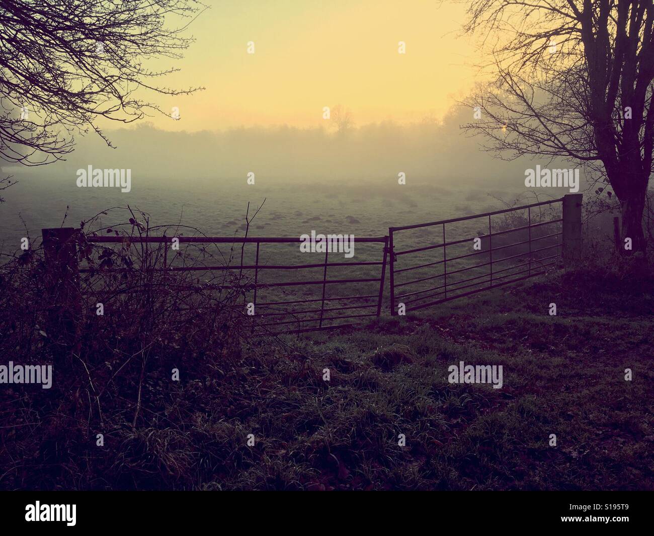 Feld-Tor in Norfolk Countyside im Nebel bei Sonnenuntergang - Smartphone-aufgenommenes Stockfoto