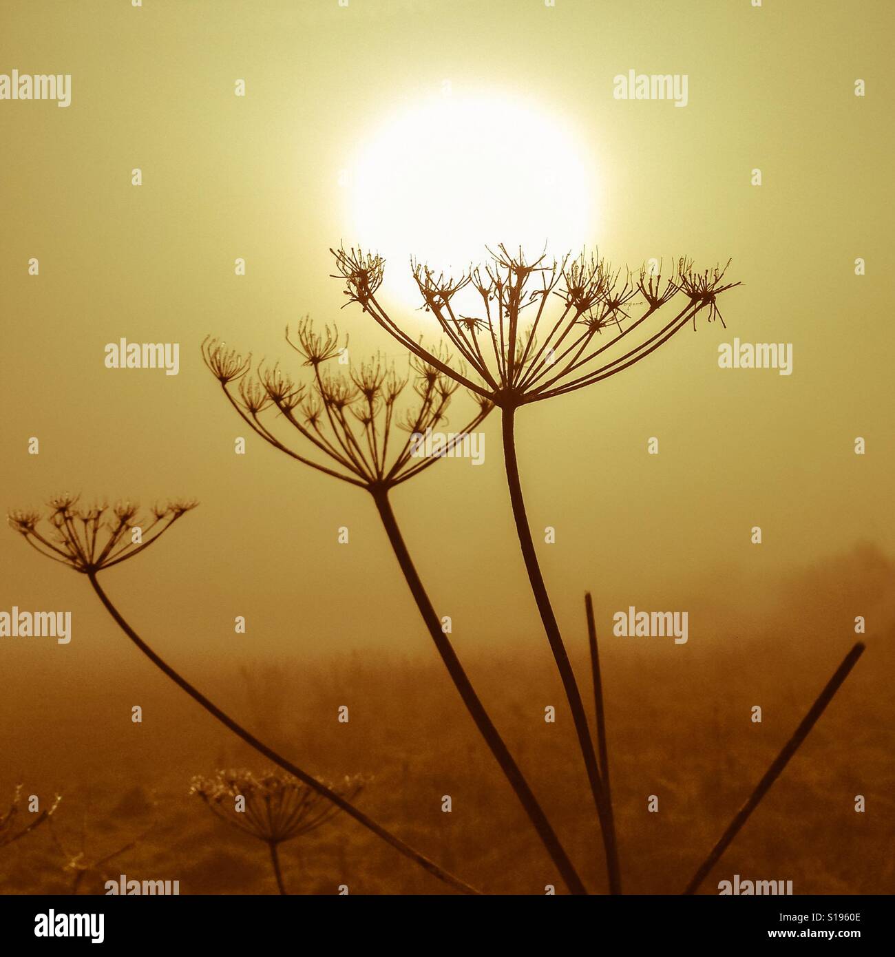 Goldene neblige Sonnenschein scheinbar gehaltenen Winter eisig Pflanzen in einem Feld an einem kalten, nebligen Morgen - Smartphone-aufgenommenes Stockfoto