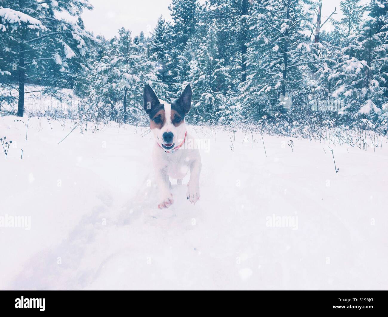 Niedriger Blickwinkel eines glücklichen Hundes, der durch Schnee in einem Wald auf die Kamera zuläuft - Smartphone-aufgenommenes Stockfoto