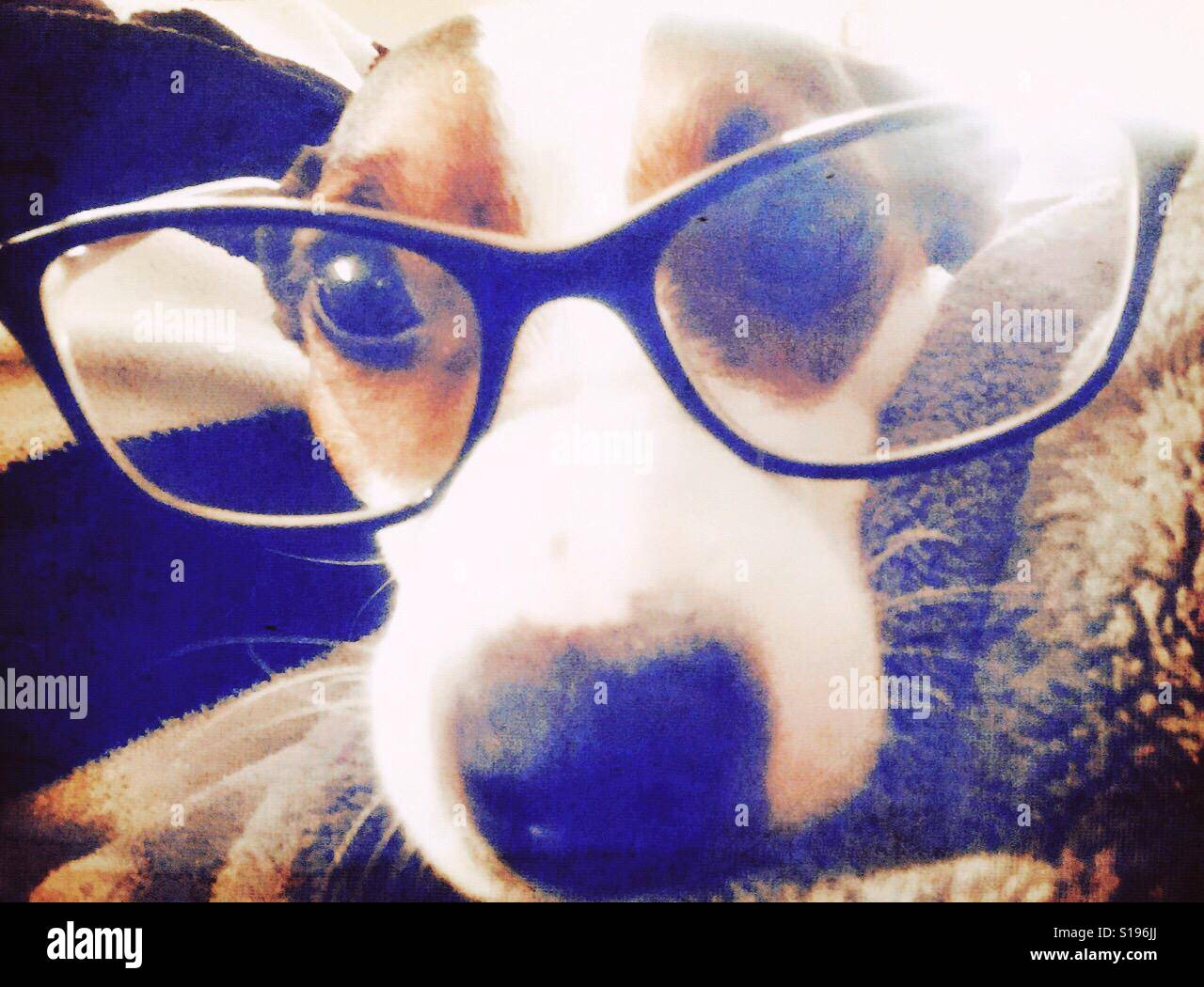 Nahaufnahme eines Jack Russell Terrier Hundes mit Brille - Smartphone-aufgenommenes Stockfoto