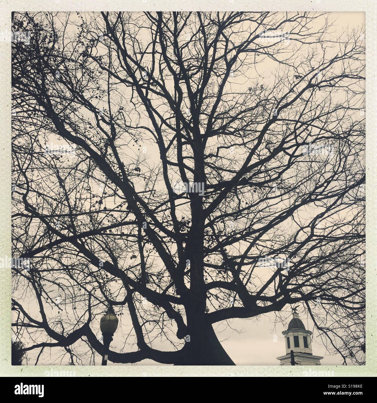 Ein Baum im Winter mit einer Kuppel und ein Vintage Straße Laterne im Hintergrund. Milford, New Hampshire. Stockfoto