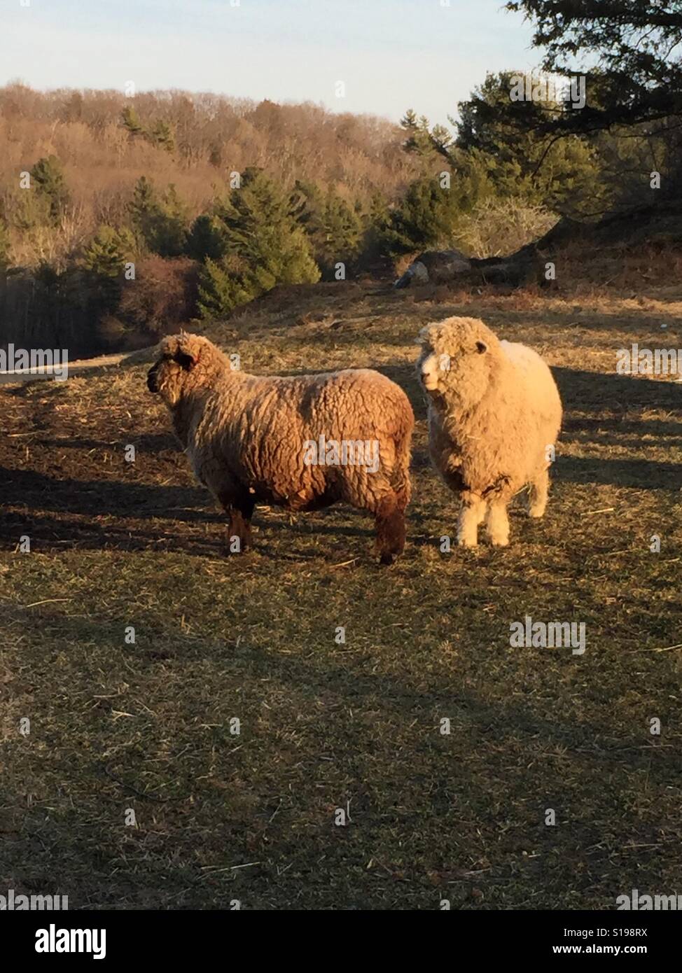 Wollige Schafe... Stockfoto