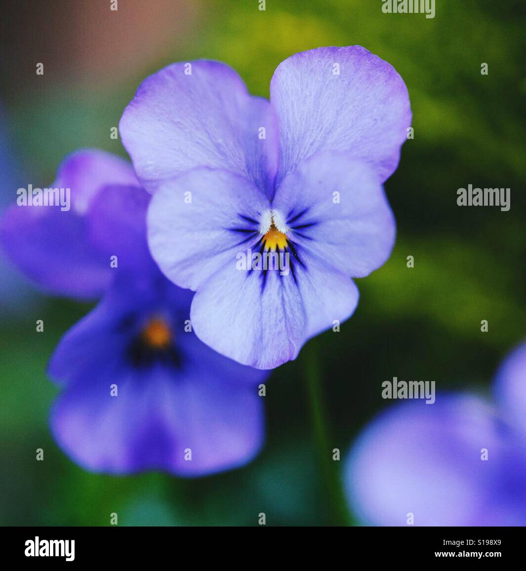 Stiefmütterchen lila Blumen Stockfoto