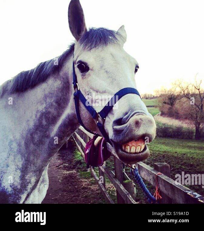 Lächelnde Pferd Stockfoto