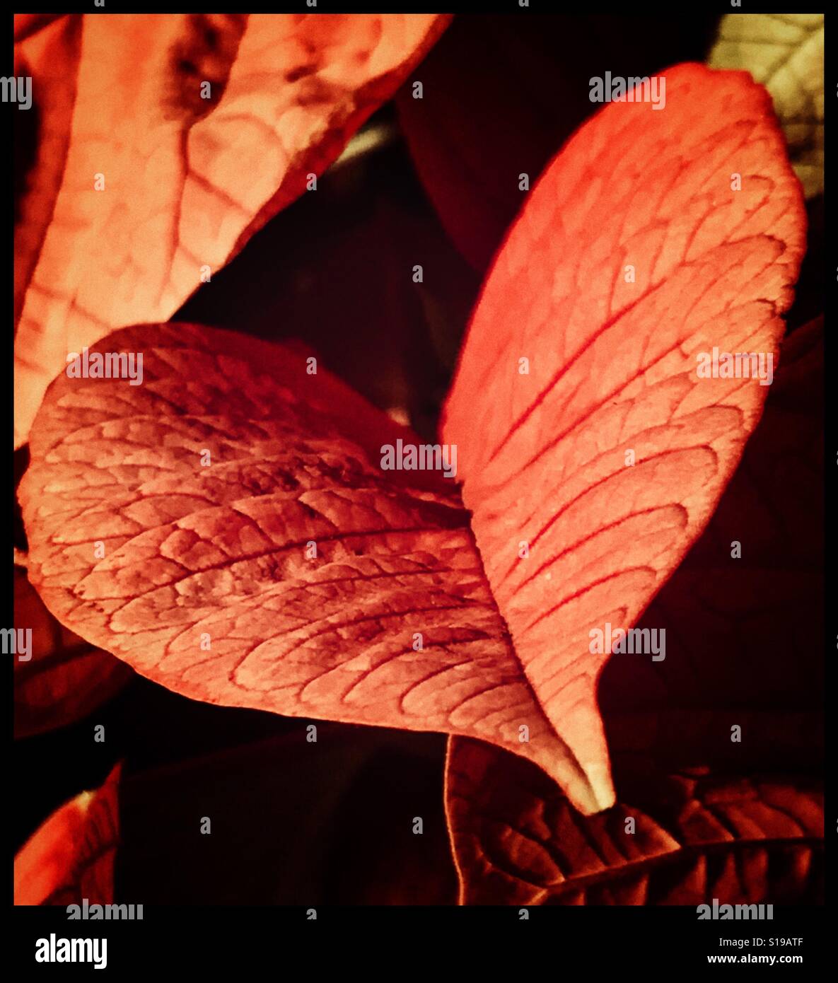 Herzförmige Blätter Stockfoto