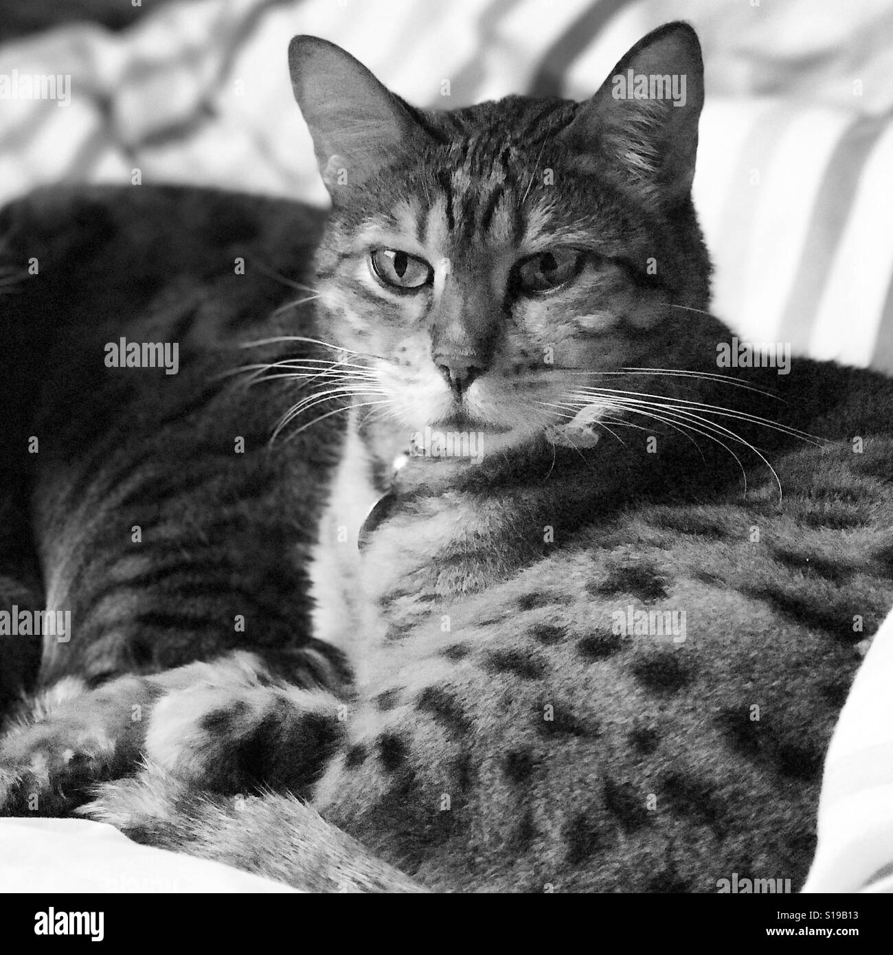 Eine Rassekatze Bengal Stockfoto