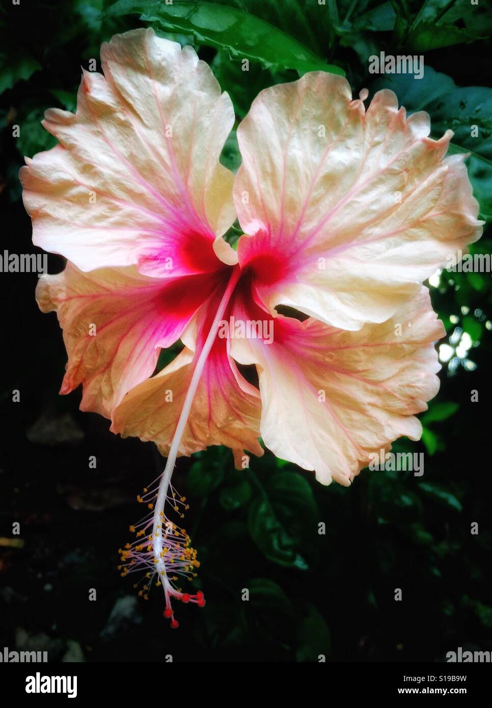 Atemberaubend schöne Pfirsich Hibiskus in voller Blüte Stockfoto