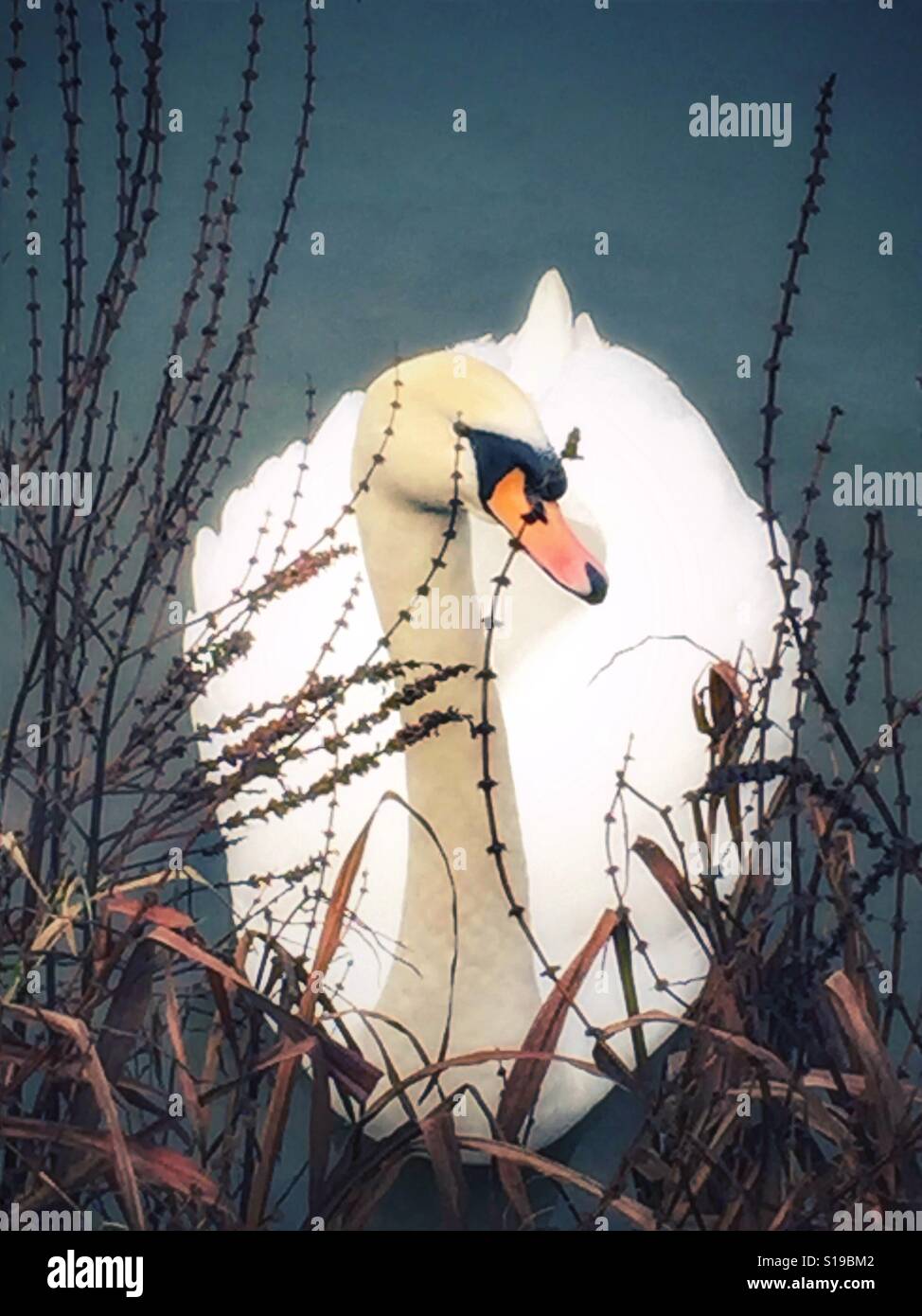 Schöner Schwan durchsucht Blutweiderich Pflanzen Stockfoto