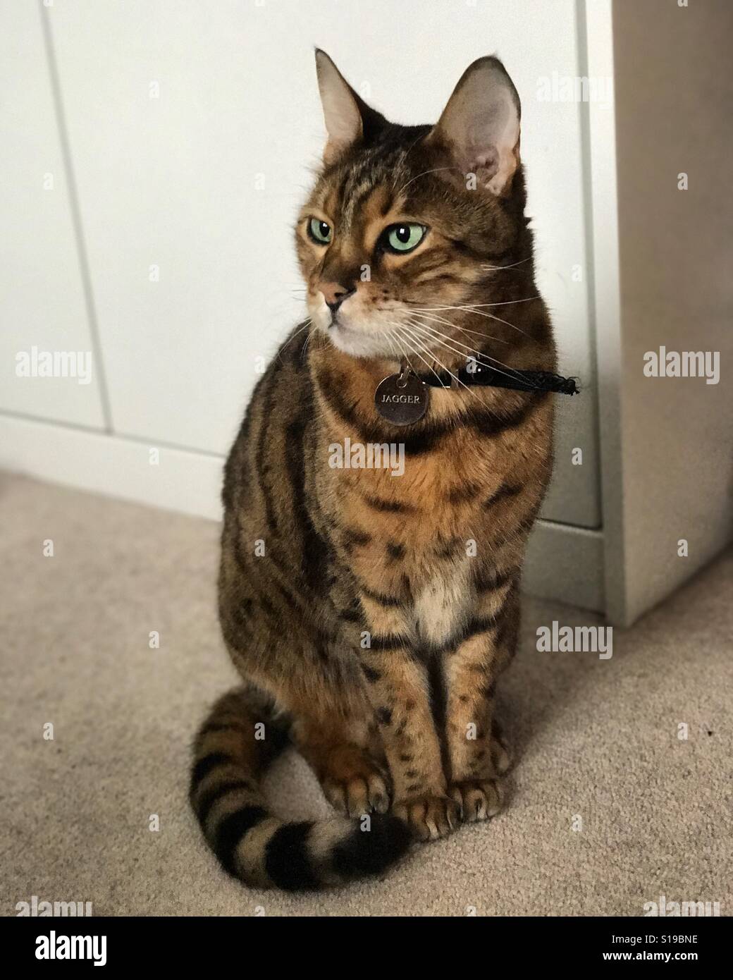 Eine Bengal Rassekatze drinnen entspannen. - Smartphone-aufgenommenes Stockfoto