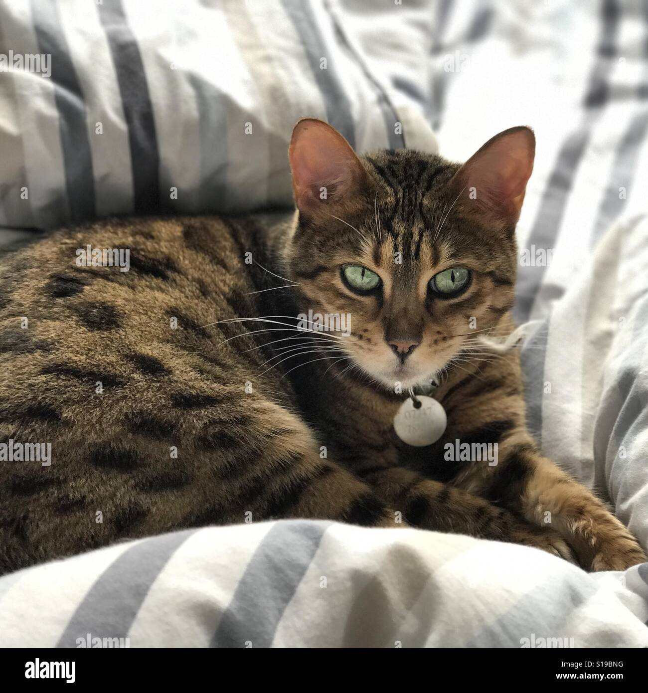 Eine Bengal Rassekatze drinnen entspannen. - Smartphone-aufgenommenes Stockfoto