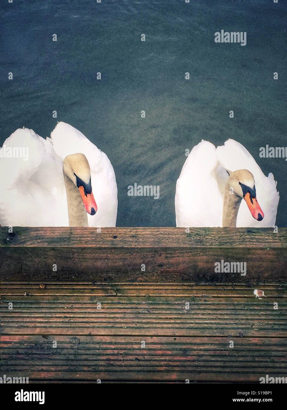 Swan paar Peer neugierig über einen hölzernen Steg Stockfoto