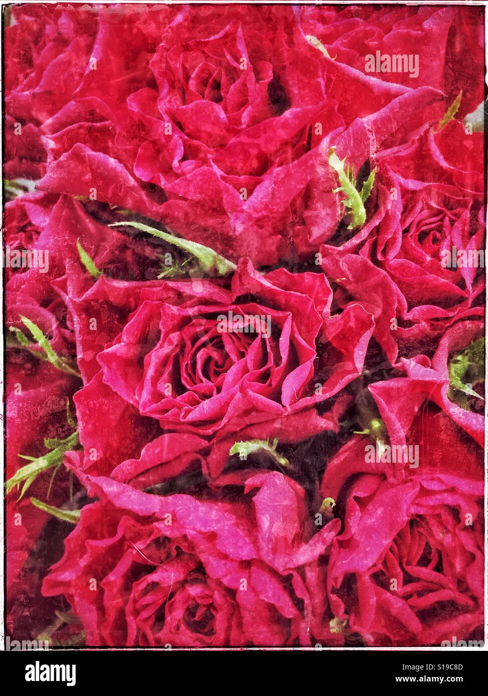 Es ist Valentinstag! Eine Draufsicht von einem Bouquet von roten Rosenknospen. Bildnachweis - © COLIN HOSKINS. - Smartphone-aufgenommenes Stockfoto