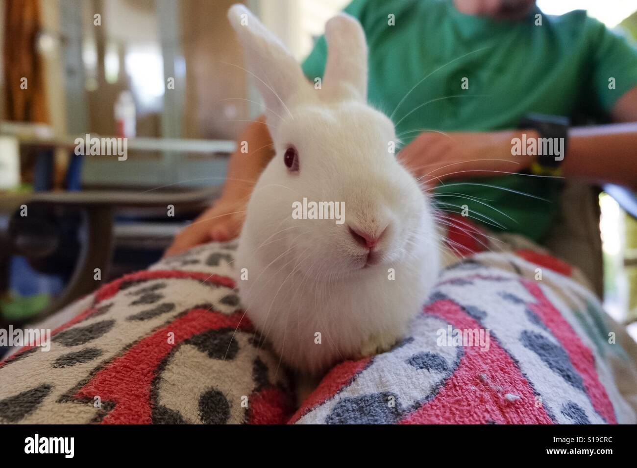 Weiße Kaninchen sitzen auf mans Runde - Smartphone-aufgenommenes Stockfoto