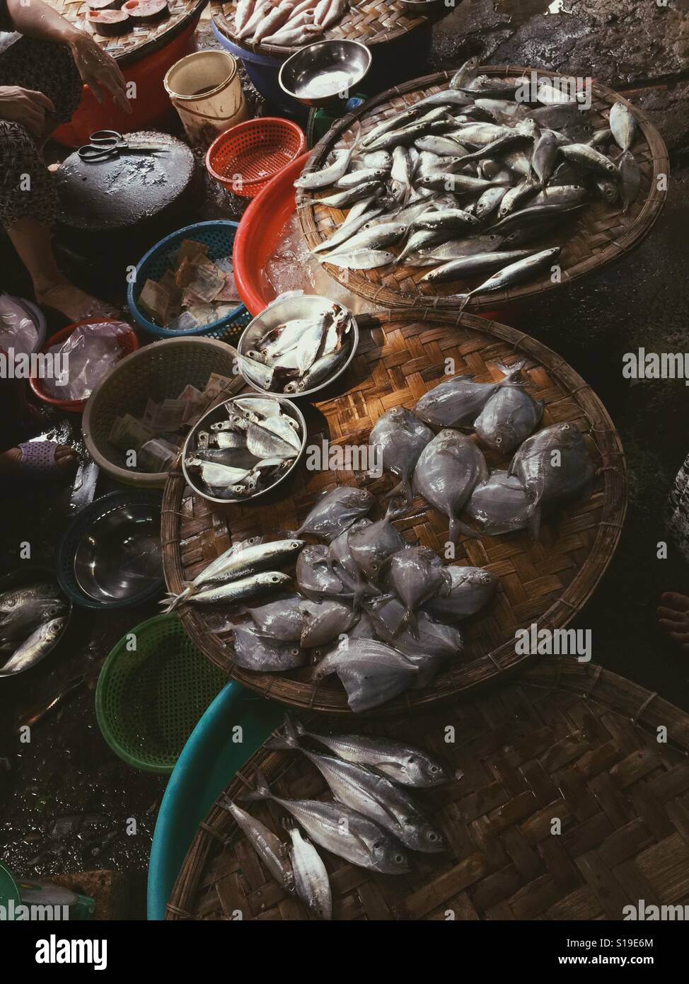 Fisch-Vielfalt. Stockfoto