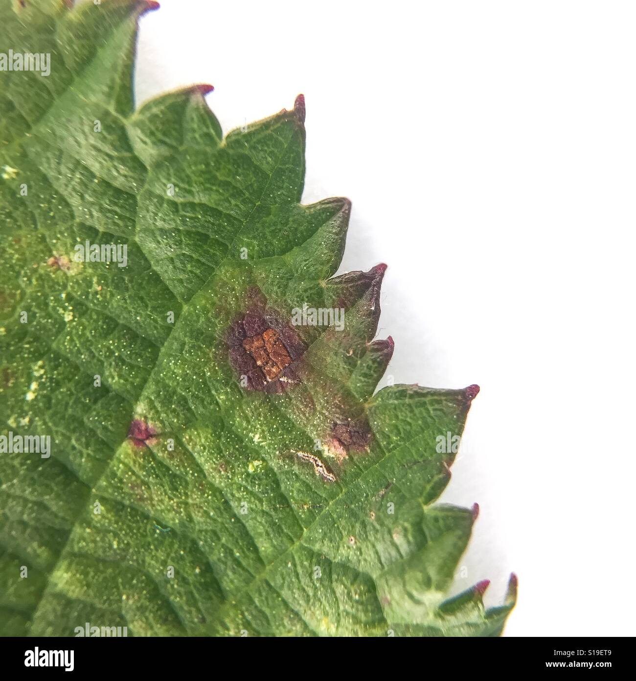 Bramble Blatt isoliert auf weiss - Details schließen - Smartphone-aufgenommenes Stockfoto
