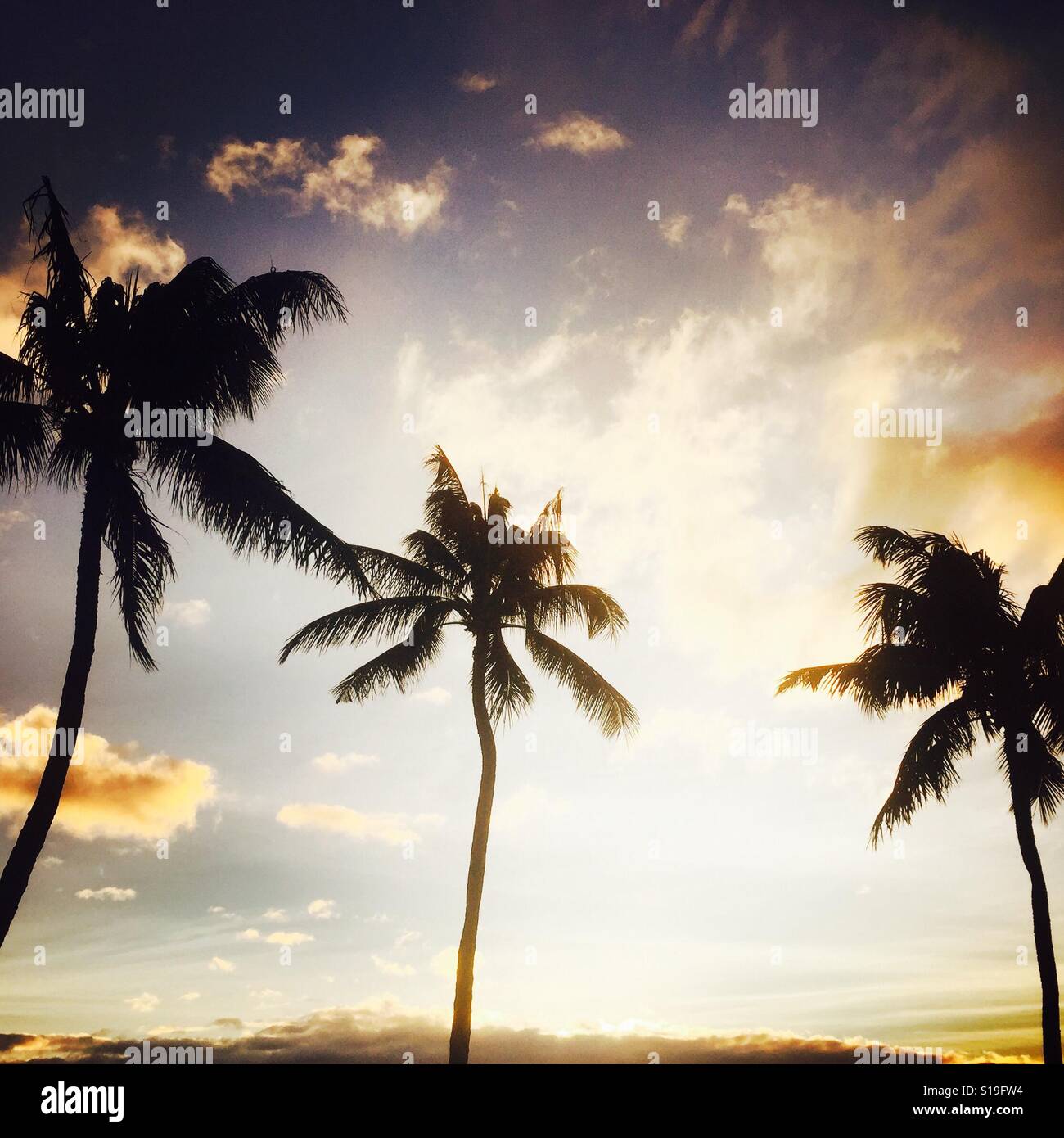 Palmen im Sonnenuntergang. Maui, Hawaii, USA. Stockfoto