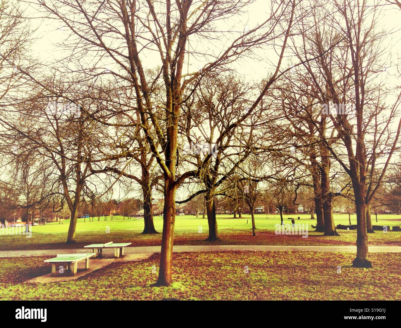Bäume im Prospect Park in Reading, UK Stockfoto, Bild 310611438 Alamy