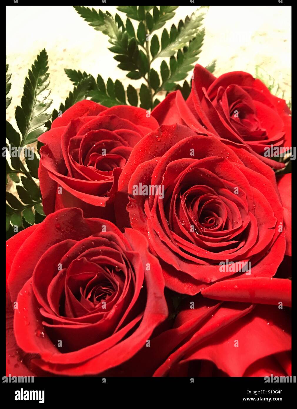 Lebhafte rote rose Bouquet im detail Stockfoto