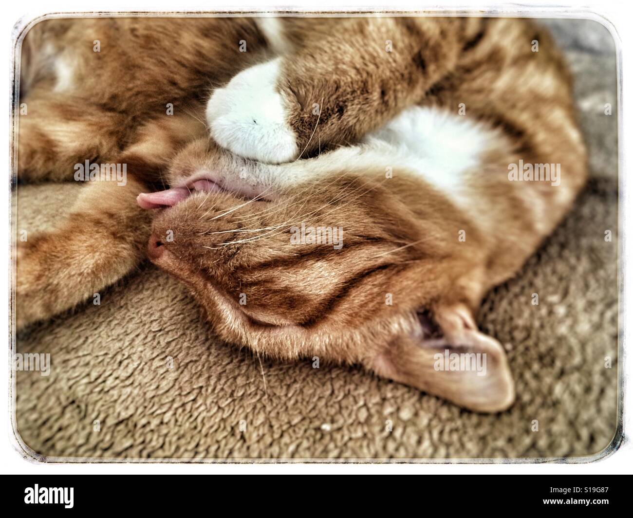 Orange-weiße Katze Nickerchen mit Zunge heraus - Smartphone-aufgenommenes Stockfoto