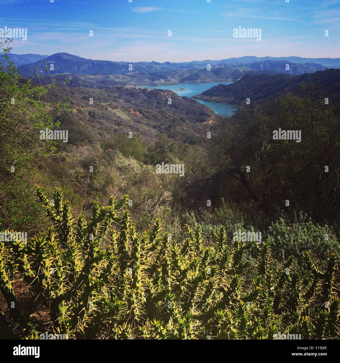 Kaktus - Smartphone-aufgenommenes Stockfoto