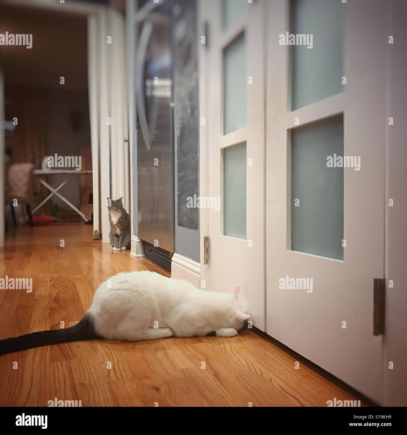 Katze-Kollegen unter Tür während einer anderen Katze schaut. Stockfoto