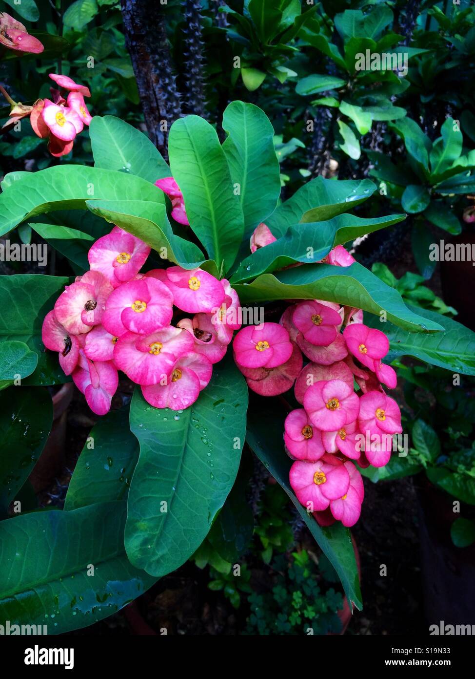 Lebendige rosa Blüten einer Krone der Dornen Pflanze stehen in einem tropischen Garten, Euphorbia milii Stockfoto